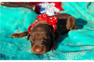 Ruby - puppy for sale