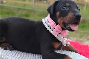 Halo - Doberman Pinscher for sale