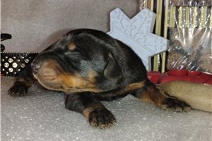 Halo - Doberman Pinscher for sale