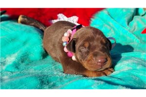 Autumn - puppy for sale
