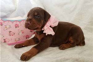 Tala - puppy for sale