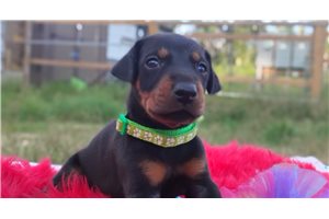 Milky Way - Doberman Pinscher for sale
