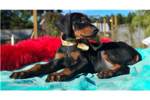 Halo - Doberman Pinscher for sale