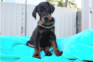 Matches - Doberman Pinscher for sale