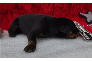 Milky Way - Doberman Pinscher for sale