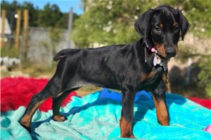 Shelly - Doberman Pinscher for sale
