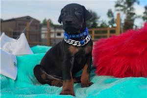 Paul - Doberman Pinscher for sale