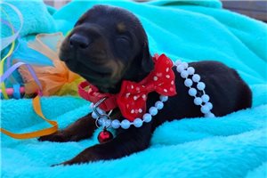 Pearl - puppy for sale