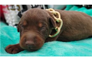 Parson - Doberman Pinscher for sale