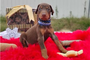 Milly - Doberman Pinscher for sale