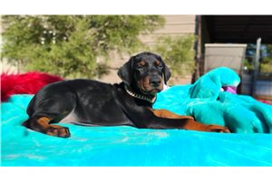 Tator - Doberman Pinscher for sale