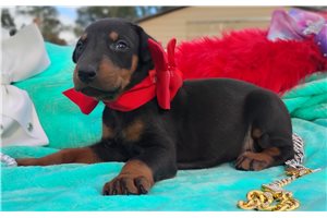 Peggie - puppy for sale