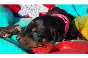 Stelly - puppy for sale