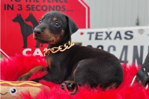 Dock - Doberman Pinscher for sale