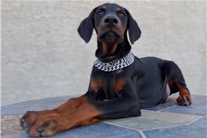 Ryan - puppy for sale