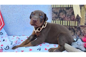 Matcha - Doberman Pinscher for sale