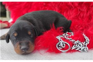 Tank - Doberman Pinscher for sale