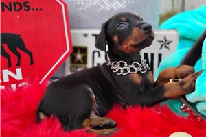 Mateo - Doberman Pinscher for sale