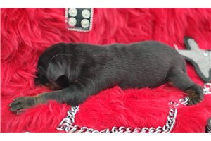 Morkel - Doberman Pinscher for sale