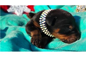 Maverick - puppy for sale