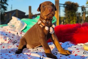 Patty - puppy for sale