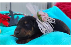 Peace - Doberman Pinscher for sale