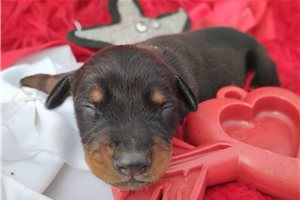 Dock - Doberman Pinscher for sale