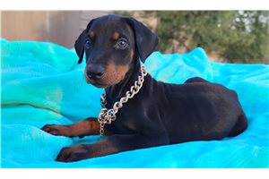 Milky Way - Doberman Pinscher for sale