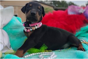 Peace - puppy for sale