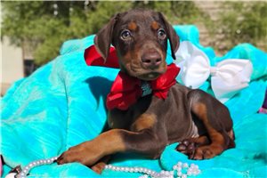 Milly - Doberman Pinscher for sale