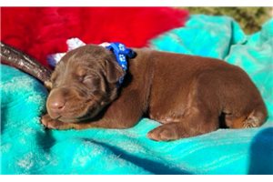Rusty - puppy for sale