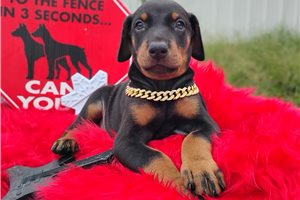 Pistol - Doberman Pinscher for sale
