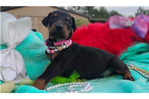 Peace - puppy for sale