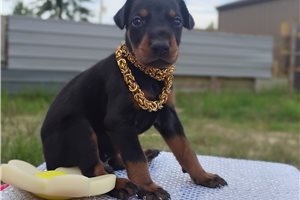 Mister - Doberman Pinscher for sale