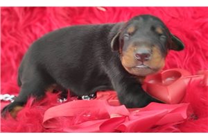Tator - Doberman Pinscher for sale