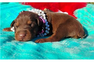 Hazel - puppy for sale