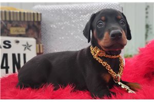 Morkel - Doberman Pinscher for sale