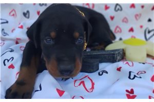 Mateo - puppy for sale