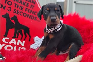 Milky Way - Doberman Pinscher for sale