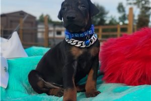 Paul - puppy for sale