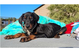 Morkel - Doberman Pinscher for sale