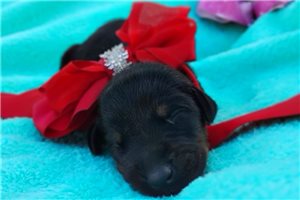 Peggie - Doberman Pinscher for sale