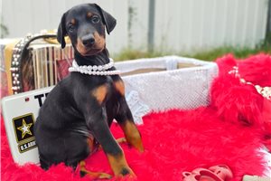 Shelly - Doberman Pinscher for sale