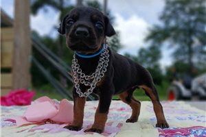 Roman - puppy for sale