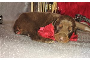 Milly - Doberman Pinscher for sale
