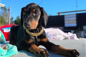 Pistol - Doberman Pinscher for sale