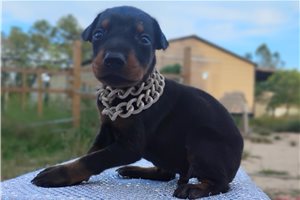 Morkel - Doberman Pinscher for sale