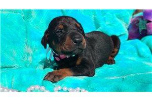 Peggie - Doberman Pinscher for sale