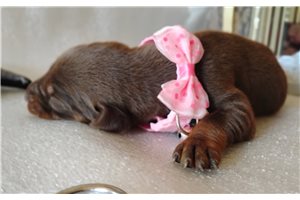 Matcha - Doberman Pinscher for sale