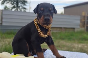 Mister - Doberman Pinscher for sale